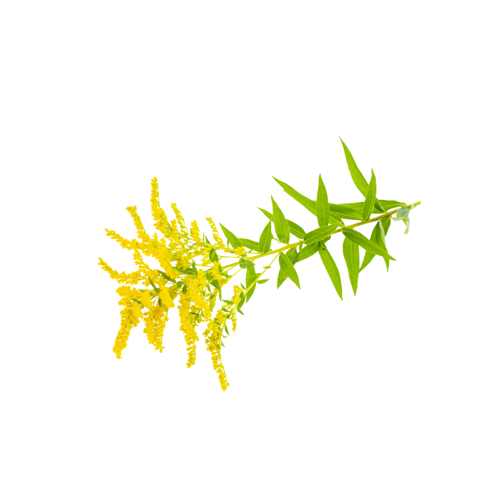 Goldenrod Extract — dry concentrate
