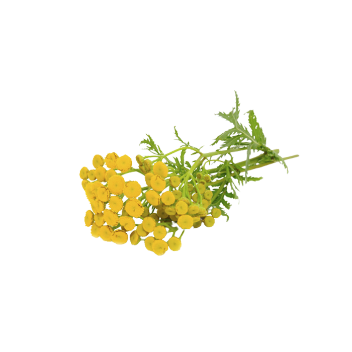 Tansy Extract — dry concentrate