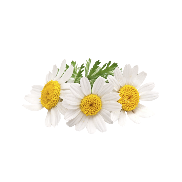 Экстракт сухой — ромашка (цвет)