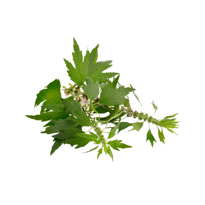 Motherwort Extract — dry concentrate