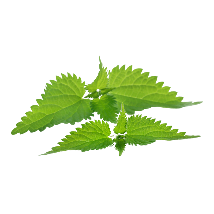 Nettle Extract — dry concentrate