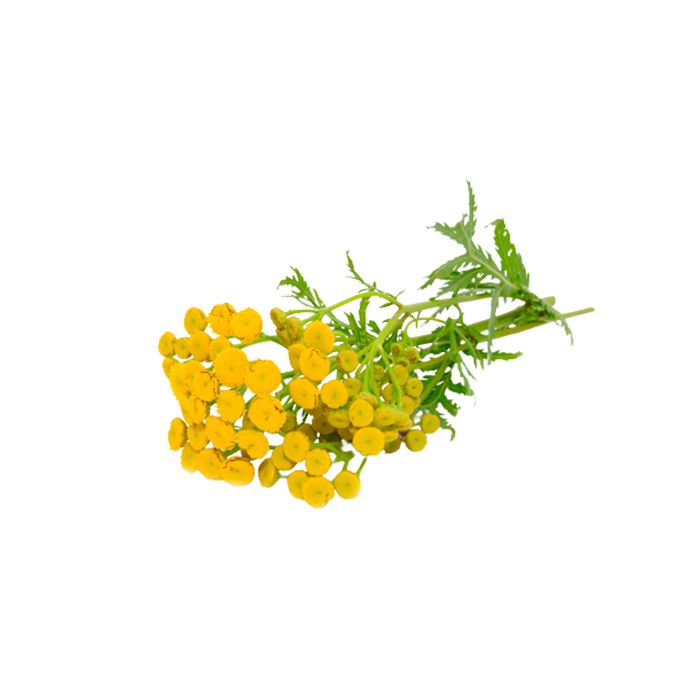 Экстракт сухой — пижма (цвет)