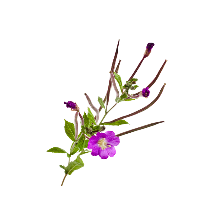 Rosebay willowherb — dry concentrate