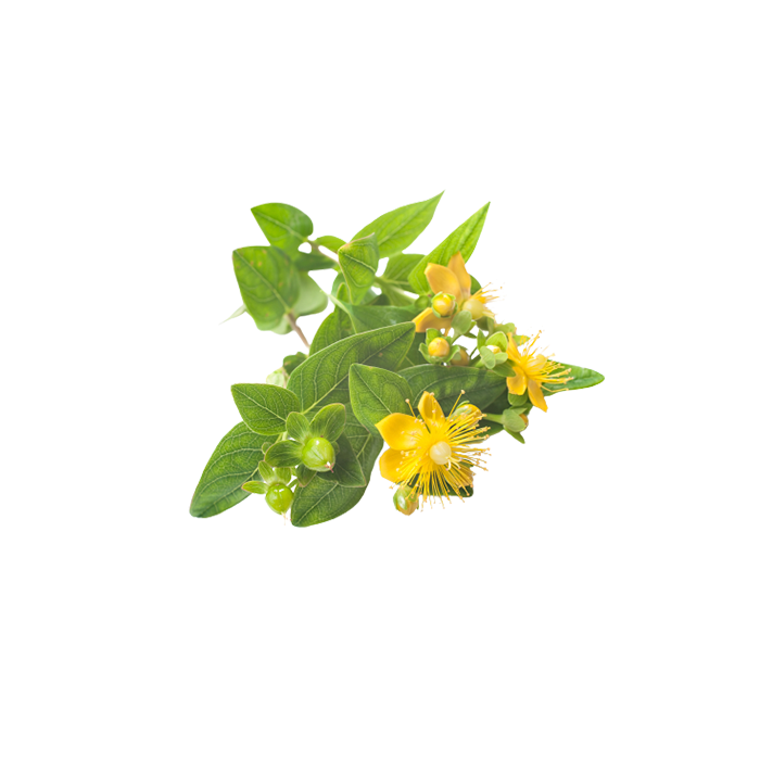 Hypericum Extract — dry concentrate