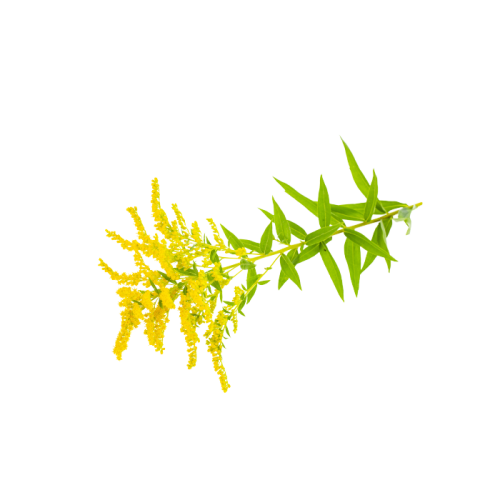 Goldenrod Extract — dry concentrate
