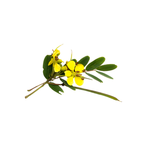 Экстракт сенны сухой