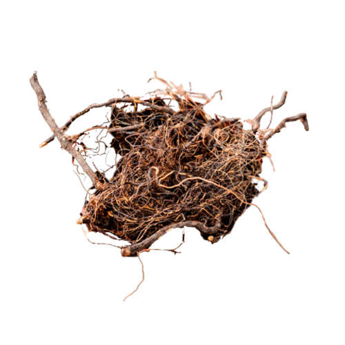 Rhaponticum Extract — dry concentrate