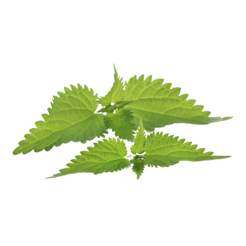 Экстракт крапивы (листьев) сухой