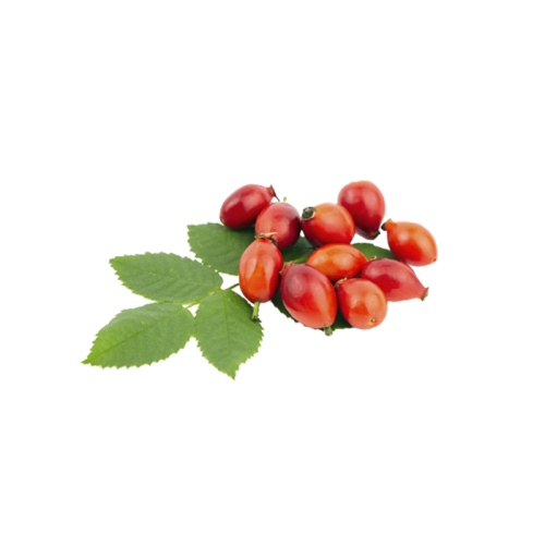 Cinnamon rose Extract — dry concentrate