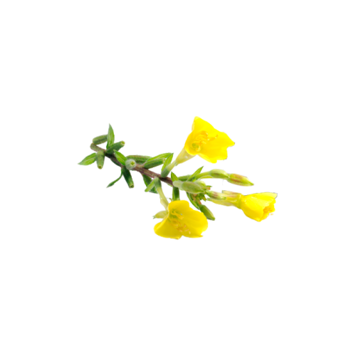 Primula Extract — dry concentrate