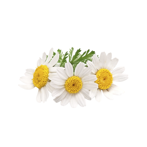 Экстракт ромашки сухой