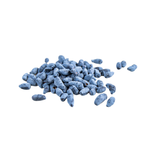 Honeysuckles Extract — dry concentrate