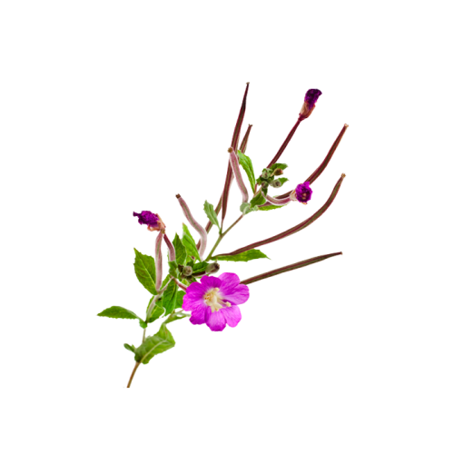 Экстракт кипрея сухой 