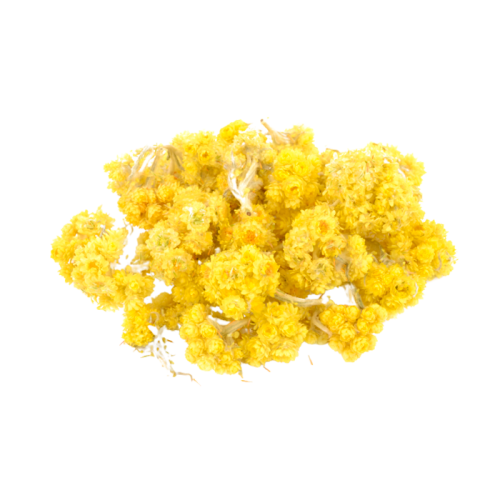 Immortelle flowers Extract — dry concentrate