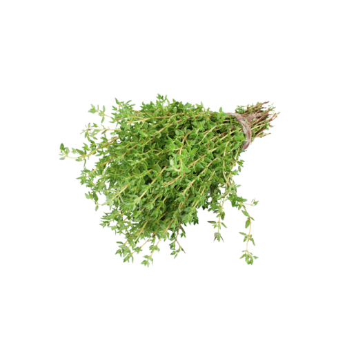 Wild thyme Extract — dry concentrate