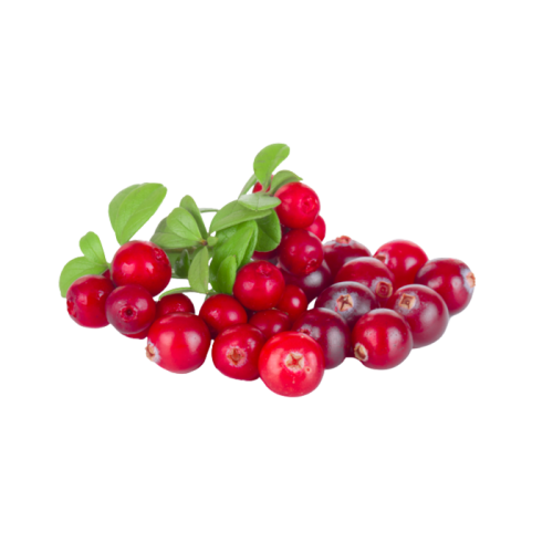 Cranberry Extract — dry concentrate