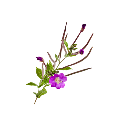 Rosebay willowherb — dry concentrate