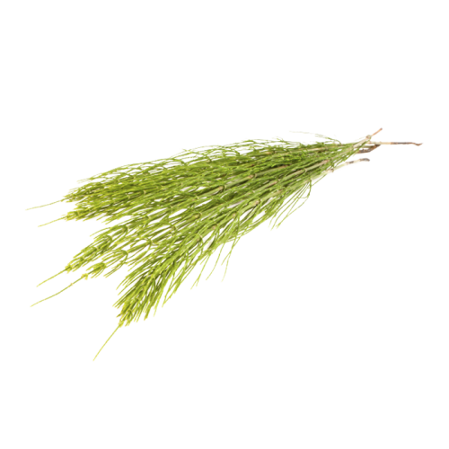 Field horsetail Extract — dry concentrate