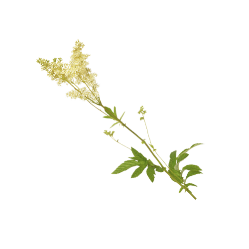 Meadowsweet Extract — dry concentrate