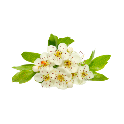 Экстракт боярышника (цветки) 