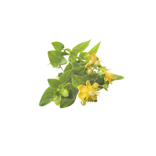 Экстракт зверобоя сухой