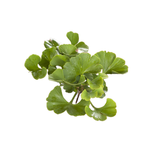 Экстракт гинкго билоба 