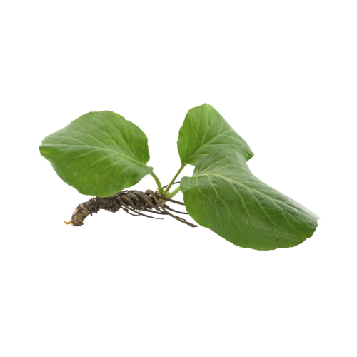 Bergenia root Extract — dry concentrate